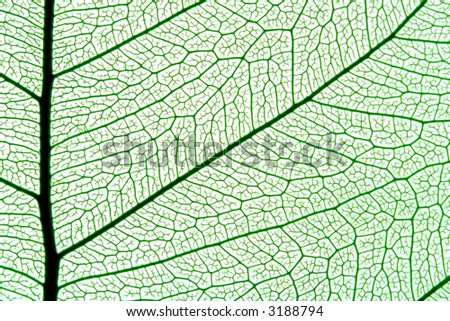 grean leaf texture, ornate organic background