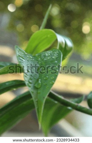 grean leaf view after rains
