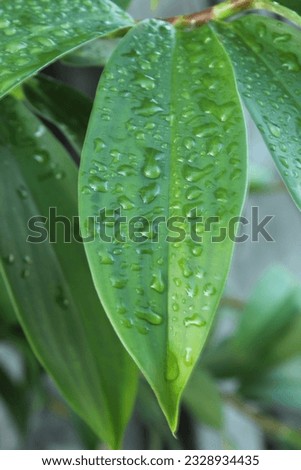 grean leaf view after rains
