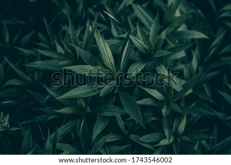 grean leaves as background pattern