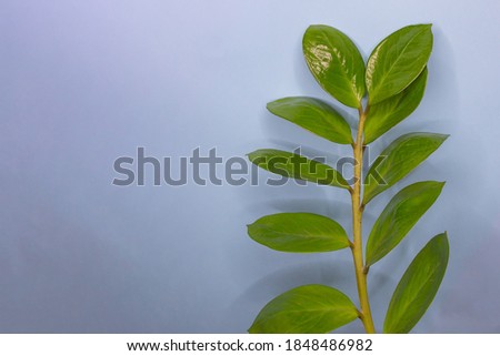 Grean leaves border on blue background. Nature frame with copy space. Wallpaper with leaf pattern.