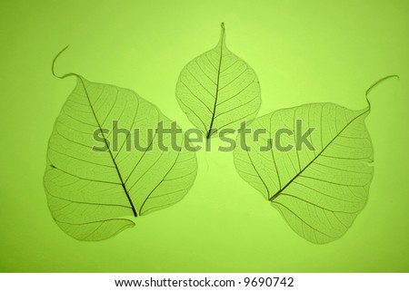 Grean leaves texture