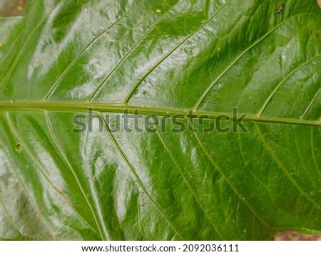 Grean Lush Leafy Foliage in a Jungle. Dense Giant Leaves of Vegetation Growing in a Park.