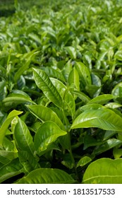Grean tea leaves in a tea plantation in morning. Selective focus