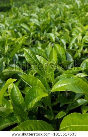 Grean tea leaves in a tea plantation in morning. Selective focus