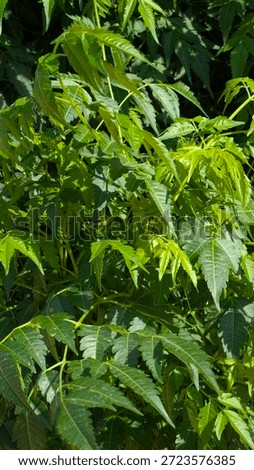 Grean tree and greenery background
