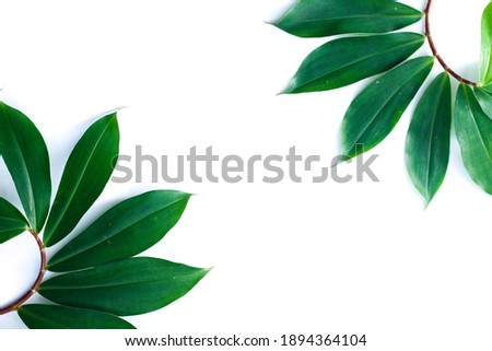 Grean two leaves in white background with free space on top. 