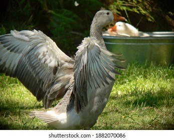 Grease Playing In The Water Bathing