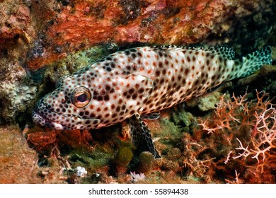 Greasy Grouper Stock Photo 55894438 | Shutterstock