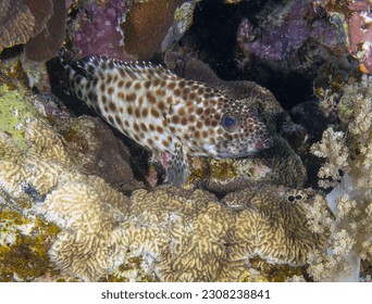 A Greasy Grouper (Epinephelus tauvina) in the Red Sea, Egypt