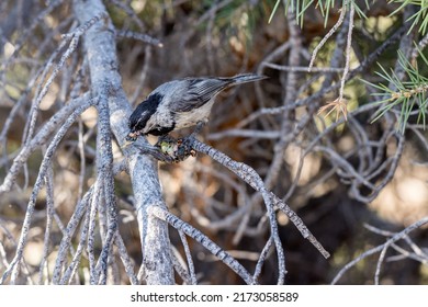 Greasy Parent Bird With Captured Cicada Prey Harvests Insect To Feed Hatchlings