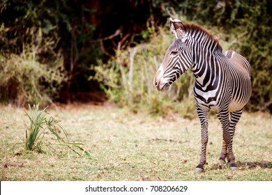 Greasy Zebras In Samburu National Reserve In Kenya