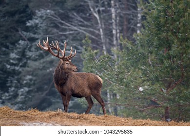 Great Adult Noble Red Deer With Big Horns, Beautifully Turned Head. European Wildlife Landscape With Deer Stag. Portrait Of Lonely Deer With Big Antlers At Birch Forest Background.
