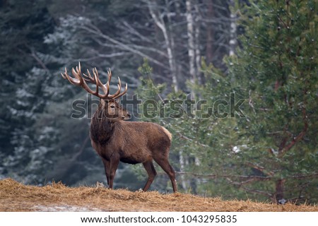 Great Adult Noble Red Deer With Big Horns, Beautifully Turned Head. European Wildlife Landscape With Deer Stag. Portrait Of Lonely Deer With Big Antlers At Birch Forest Background.