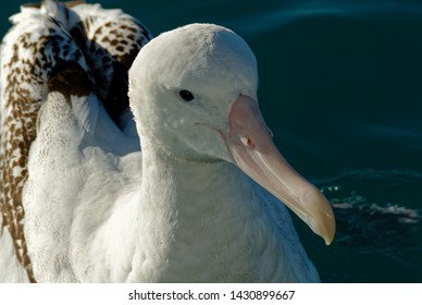 A Great Albatross Near Kaikoura, New Zealand