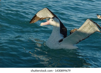 A Great Albatross (probably A Gibsons) Has Just Landed On The Ocean Surface, Its Wings Are Still Bent.