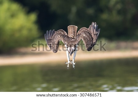 Great American Osprey with claws out diving into lake for fish
