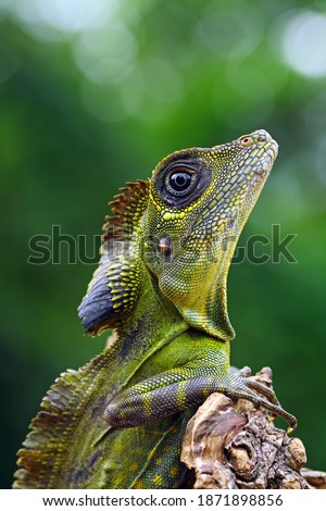 Similar – Image, Stock Photo Colorful Chin Exotic