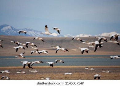 The Great Annual Snow Geese Migration