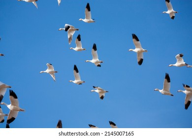 The Great Annual Snow Geese Migration