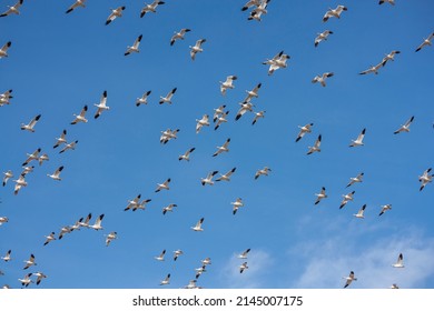 The Great Annual Snow Geese Migration