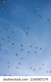 The Great Annual Snow Geese Migration