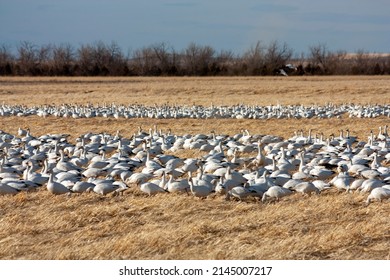 The Great Annual Snow Geese Migration