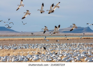 The Great Annual Snow Geese Migration