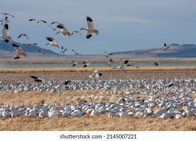 The Great Annual Snow Geese Migration