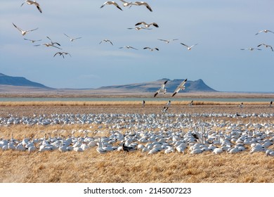 The Great Annual Snow Geese Migration