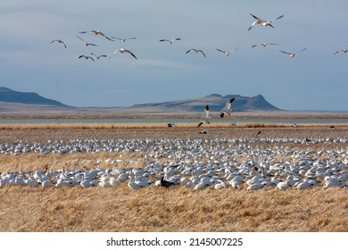 The Great Annual Snow Geese Migration