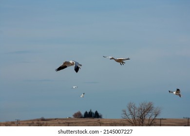 The Great Annual Snow Geese Migration