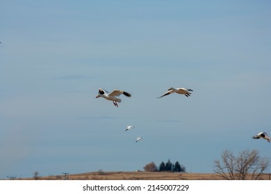 The Great Annual Snow Geese Migration