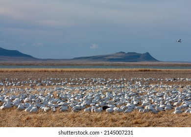 The Great Annual Snow Geese Migration