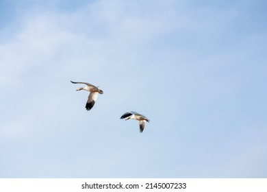 The Great Annual Snow Geese Migration