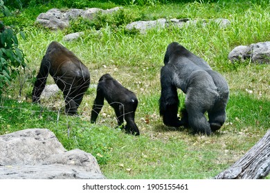 Great Ape Family Walking Away Together In The Grass At The Zoo