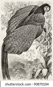 Great Argus Pheasant old illustration (Argusianus argus). Created by Kretschmer and Illner, published on Merveilles de la Nature, Bailliere et fils, Paris, ca. 1878