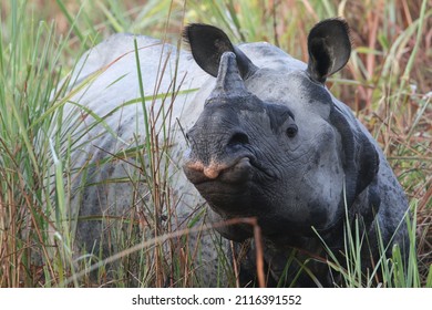 Great Asiatic Rhino Closeup In Kaziranga National Park.