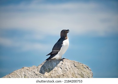 Great auk bird on a rock and the ocean in the background. Coast of the Atlantic Ocean. USA. Maine.
				