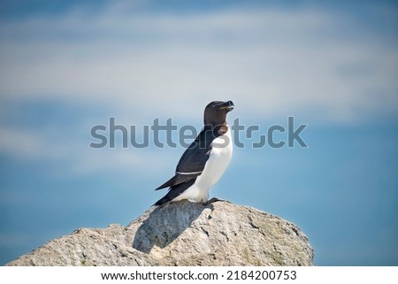 Great auk bird on a rock and the ocean in the background. Coast of the Atlantic Ocean. USA. Maine.
