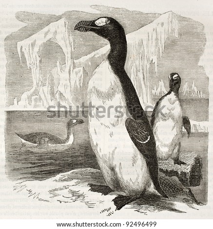 Great Auk old illustration (Pinguinus impennis), now extinct. Created by Kretschmer, published on Merveilles de la Nature, Bailliere et fils, Paris, ca. 1878
