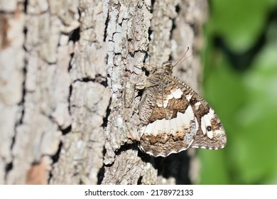 Great Banded Grayling (Brintesia Circe), A Butterfly In The Family Nymphalidae, Basking On A Huge Oak Tree, With A Shallow Depth Of Field 