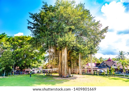 Great Banyan (Giant Banyan Tree, Ficus benghalensis) near  Mendut Temple,  Central Java, Indonesia