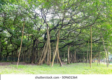 666 The Great Banyan Tree Images, Stock Photos & Vectors | Shutterstock