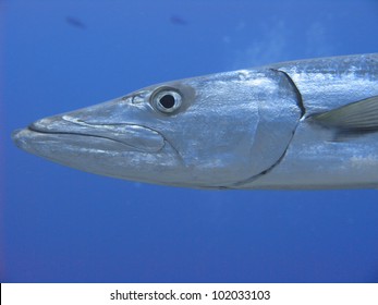 Great Barracuda