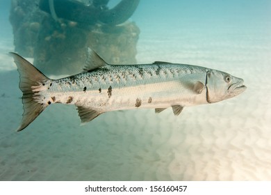 Great Barracuda