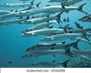 Great Barracuda