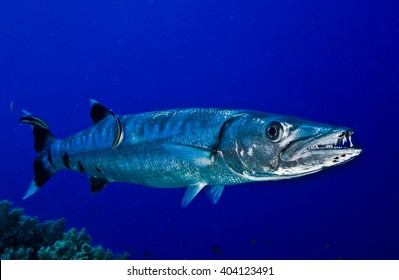 The Great Barracuda