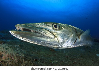 Great Barracuda Fish