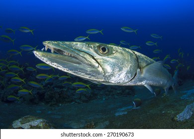 Great Barracuda Fish